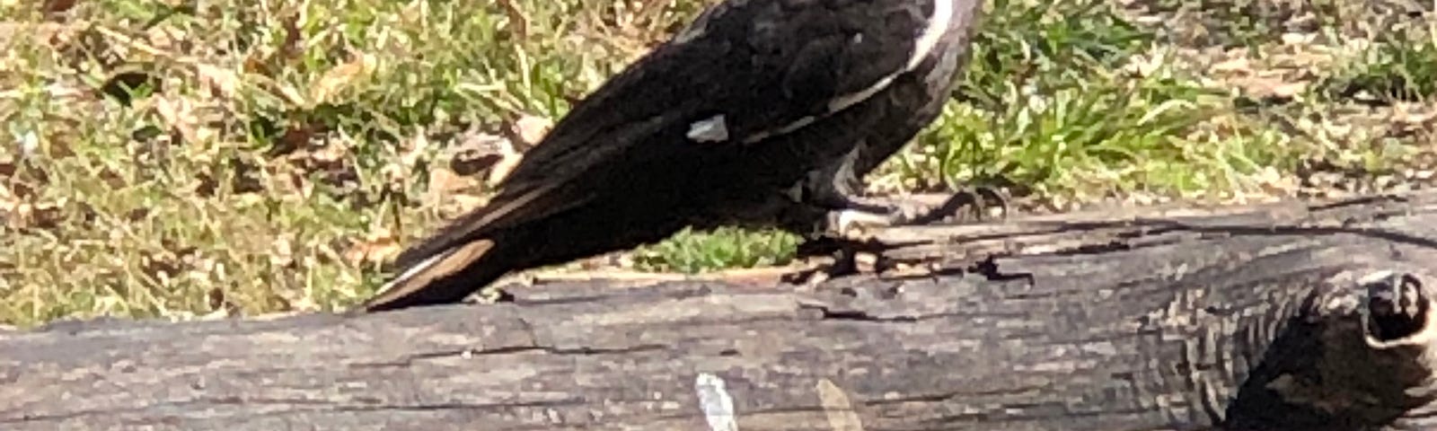 Pileated woodpecker sitting on a fallen tree
